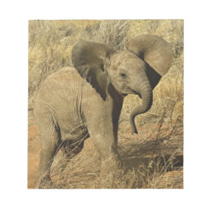 Bloco De Notas Bebê Elefante Africano, Loxodonta Africana,