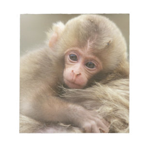Bloco De Notas Bebê Macaco de Neve, Jigokudani, Nagano, Japão 2