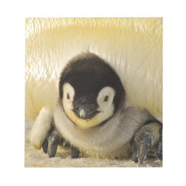 Bloco De Notas Bebê pinguim (Frente)