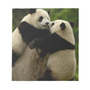 Bloco De Notas bebês de panda gigante (Ailuropoda melanoleuca)