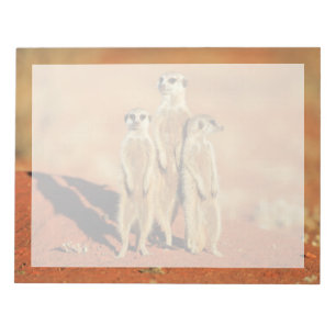 Bloco De Notas Bebês Mais Pobres   3 Meerkats