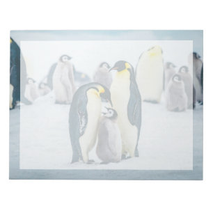 Bloco De Notas Bebês Mais Pobres Alimentos para pinguins bebês