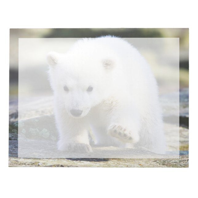 Bloco De Notas Bebês Mais Pobres | Bebê-Urso Polar (Frente)