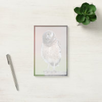 Bebês Mais Pobres | Burrowing Owlet