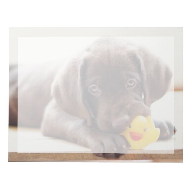Bloco De Notas Bebês Mais Pobres | Chocolate Labrador Puppy (Frente)