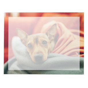 Bloco De Notas Bebês Mais Pobres Pinscher miniatura