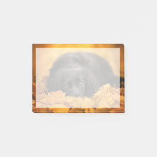 Bloco De Notas Bebês Mais Pobres   Puppia Espanhola Negra