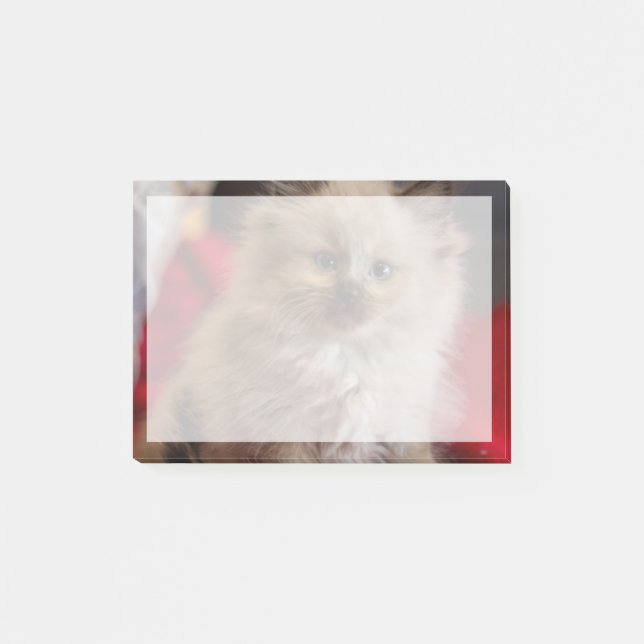 Bloco De Notas Bebês Mais Pobres | Siamese Kitten (Frente)