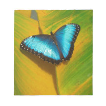 Bela Borboleta Iridescente