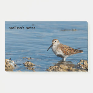 Bloco De Notas Belo Dunlin Shorebird Sandpiper vai solo