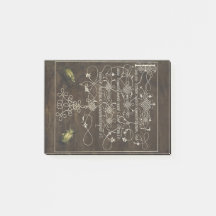 Besouro e escaravelho de Mira Calligraphiae