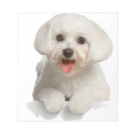 Bloco De Notas Bichon Frise Puppy
