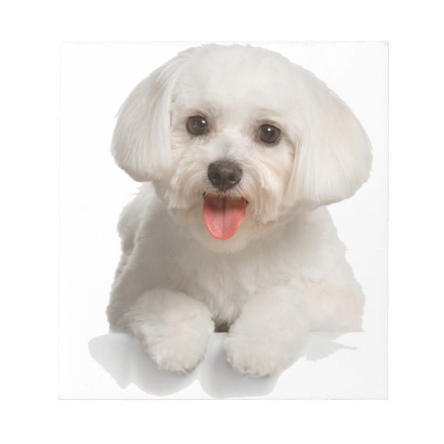 Bloco De Notas Bichon Frise Puppy (Frente)