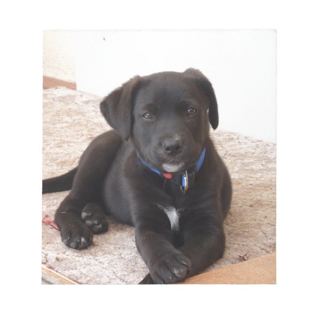 Bloco De Notas Black Labrador Retriever Puppy (Frente)