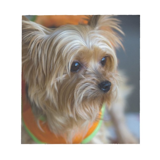 Bloco De Notas Blonde Yorkshire Terrier (Frente)