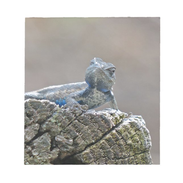 Bloco De Notas Blue Belly Alligator Lizard (Frente)