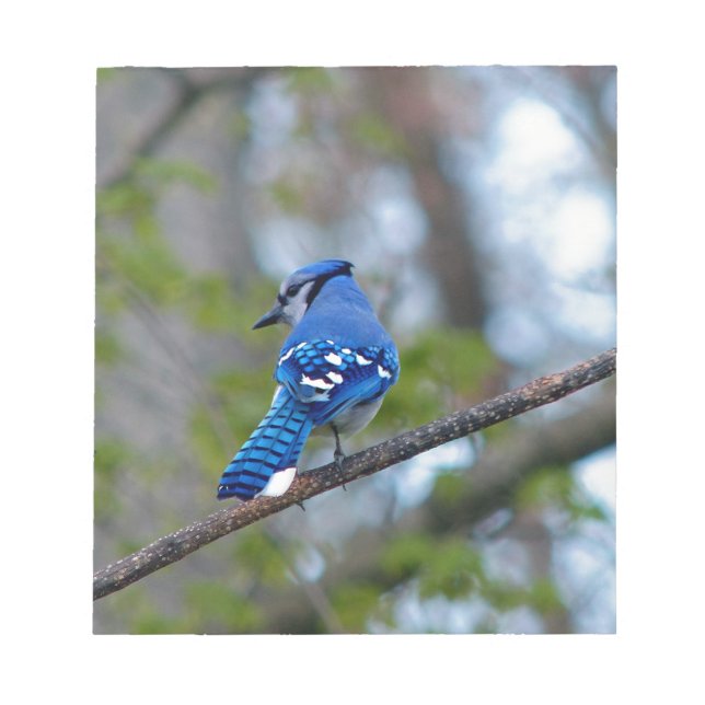 Bloco De Notas Blue Jay (Frente)