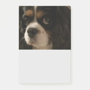 Bloco De Notas Boazinha de Porco Veterinariana