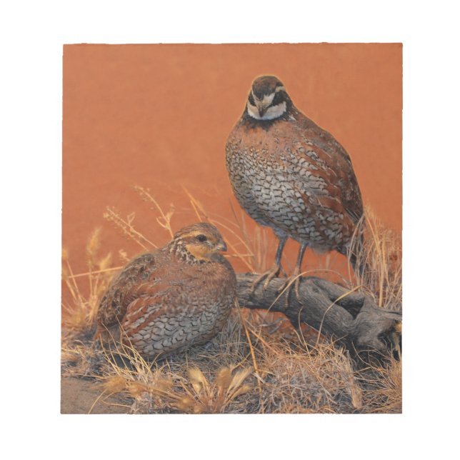 Bloco De Notas Bobwhite Quail (Georgia, Missouri e Tennessee) (Frente)