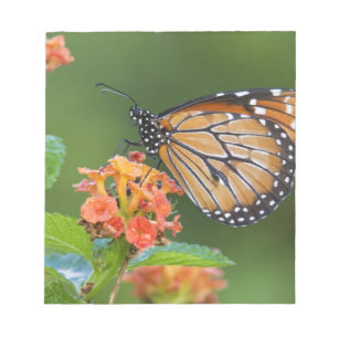 Bloco De Notas Borboleta Soldier (Danaus eresimus) se alimentando