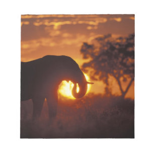 Bloco De Notas Botswana, Parque Nacional Chobe, Elefante Macho