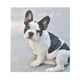 Bloco De Notas buldogue francês sentado