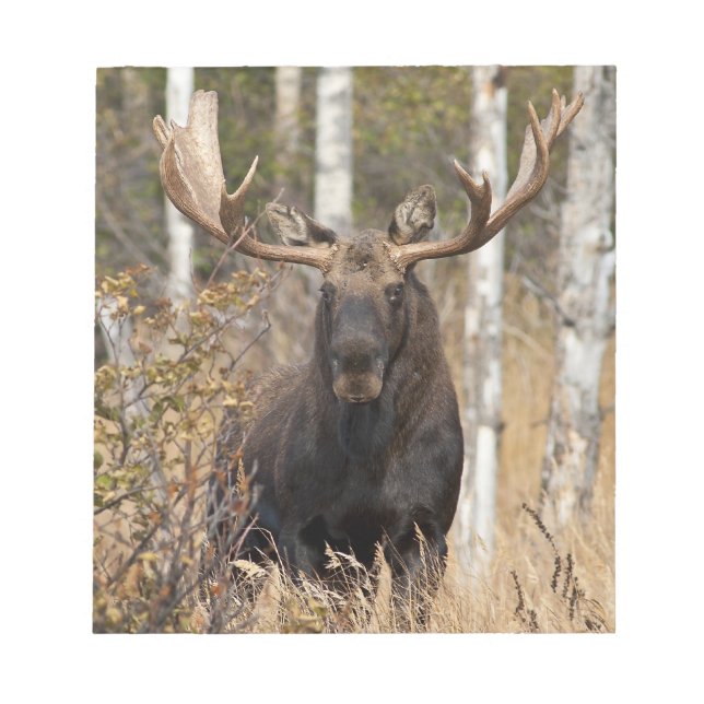 Bloco De Notas Bull Moose Impressionante (Frente)