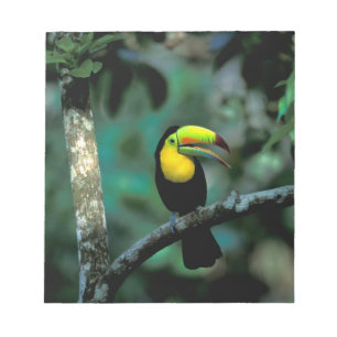 Bloco De Notas CA, Panamá, Soberania NP, Tucano-bico-de-querer