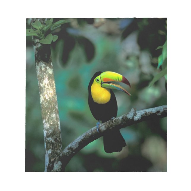 Bloco De Notas CA, Panamá, Soberania NP, Tucano-bico-de-querer (Frente)