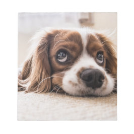 Bloco De Notas Cachorro Panelado De Olhos Tristes