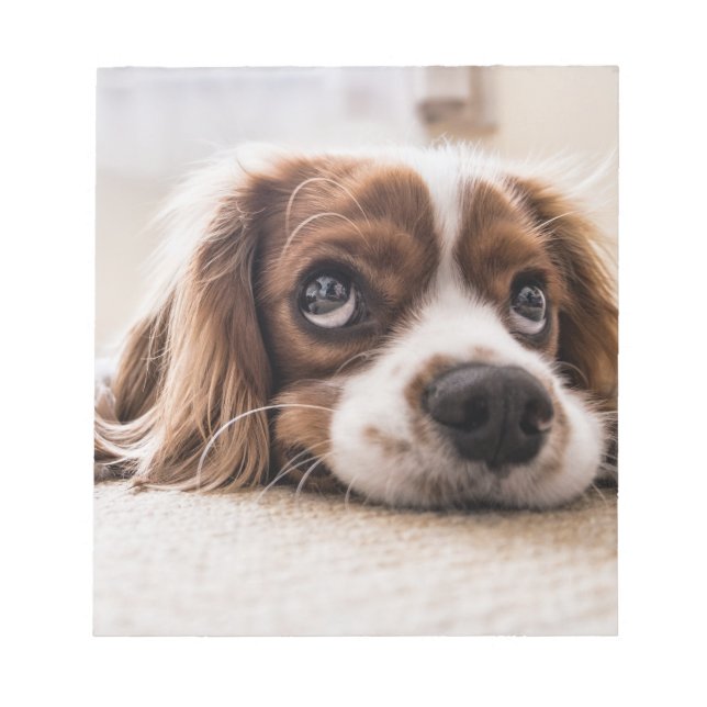 Bloco De Notas Cachorro Panelado De Olhos Tristes (Frente)