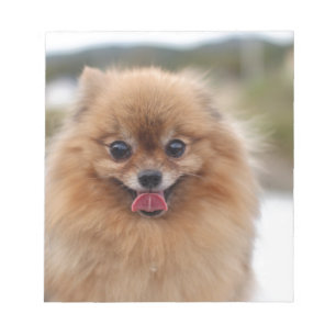 Bloco De Notas Cachorro Pomerânia de retrato