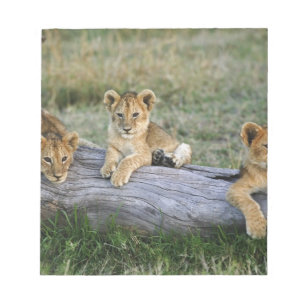 Bloco De Notas Cães de leões em log, Panthera leo, Masai Mara, 2