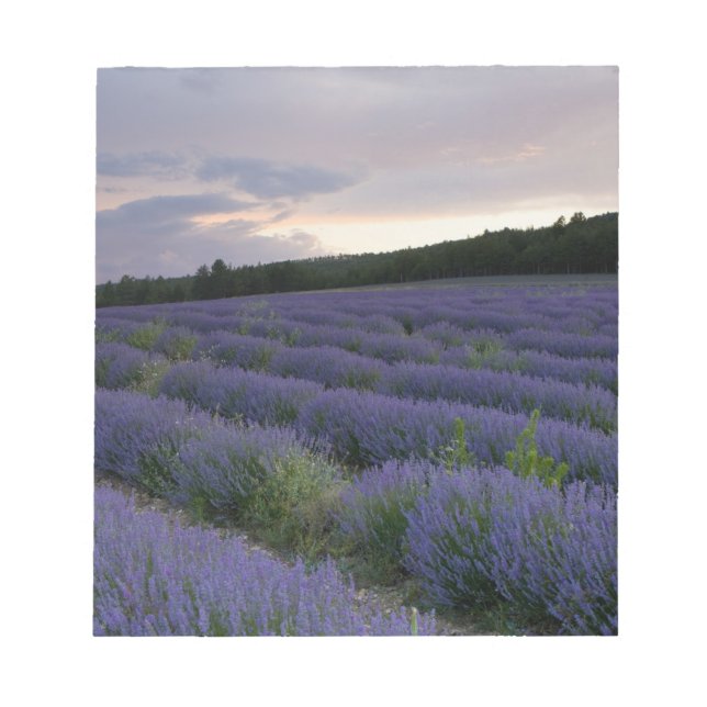Bloco De Notas Campo de lavanda ao pôr do sol (Frente)