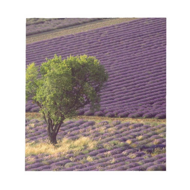 Bloco De Notas Campo de lavanda na Alta Provença, França (Frente)