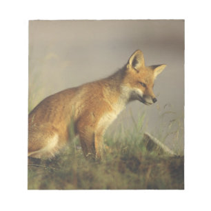 Bloco De Notas Canadá, Quebec. Cubo de raposa vermelha no nascer 