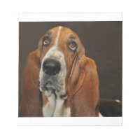 cão de bassett 2