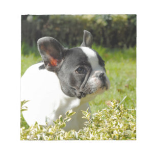 Bloco De Notas Cão-de-ouro francês bonito na grama