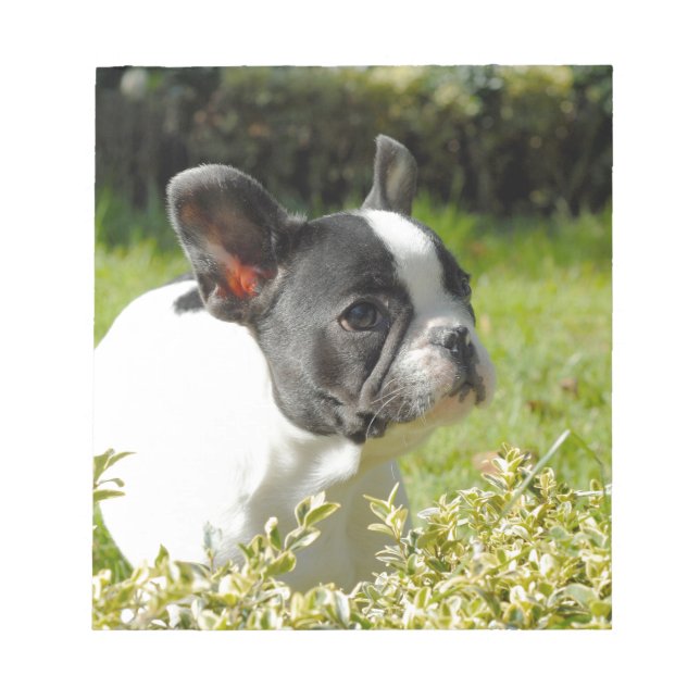Bloco De Notas Cão-de-ouro francês bonito na grama (Frente)