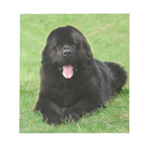 Bloco De Notas Cão de Terra Nova