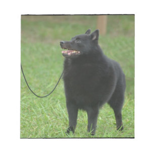 Bloco De Notas Cão do Schipperke