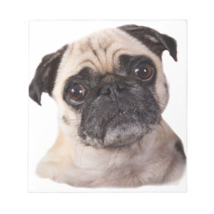 Bloco De Notas cão pequeno bonito do pug
