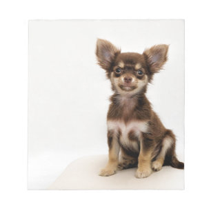 Bloco De Notas Cão pequeno da chihuahua