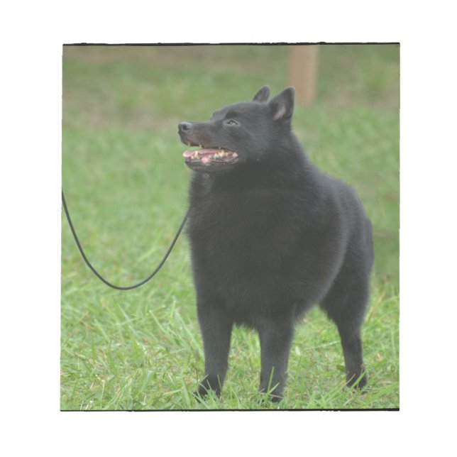 Bloco De Notas Cão Schipperke (Frente)