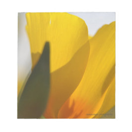 Bloco De Notas Cápsula cheia de luz