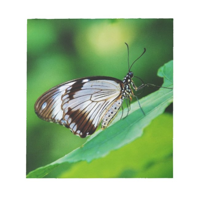 Bloco De Notas Castanho escuro e borboleta Cinza (Frente)