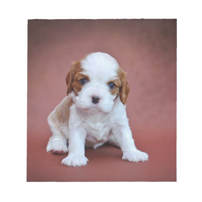 Bloco De Notas Cavalier King Charles Spaniel (Frente)
