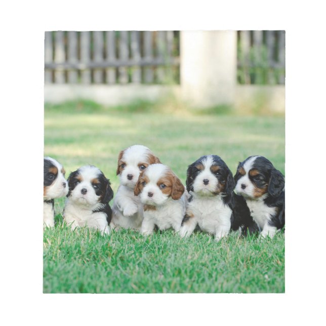Bloco De Notas Cavalier King Charles Spaniel filhotes (Frente)