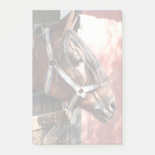 Bloco De Notas Cavalo de Baía bonito em um Estável Sol