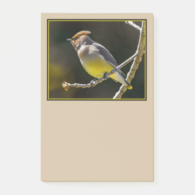 Bloco De Notas Cedar Waxwing Songbird Original Foto de Pássaro Se (Frente)